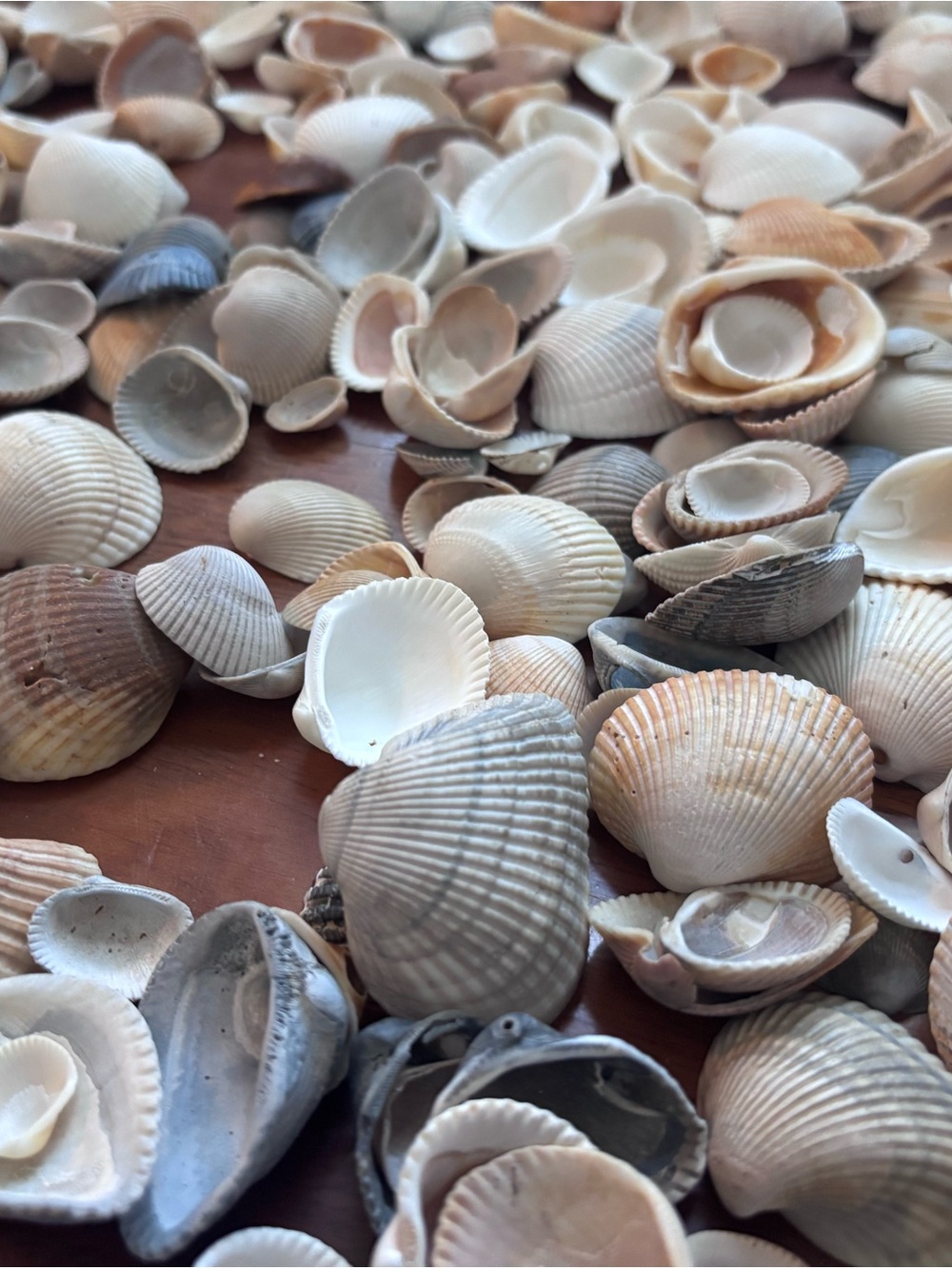 4 lbs Natural Mixed Seashell Collection - Neutral Tones home decor